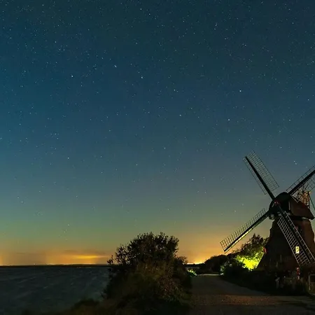 Seahorses In The Molenhuus Kappeln