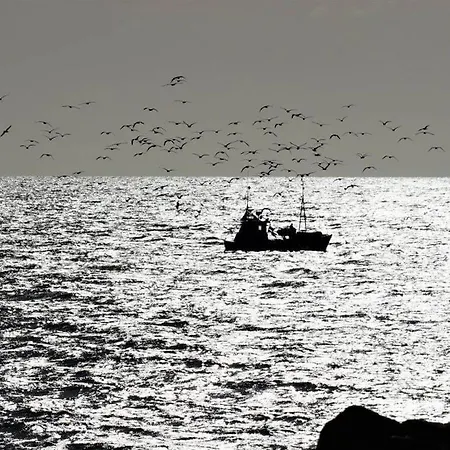 Seahorses In The Molenhuus Kappeln